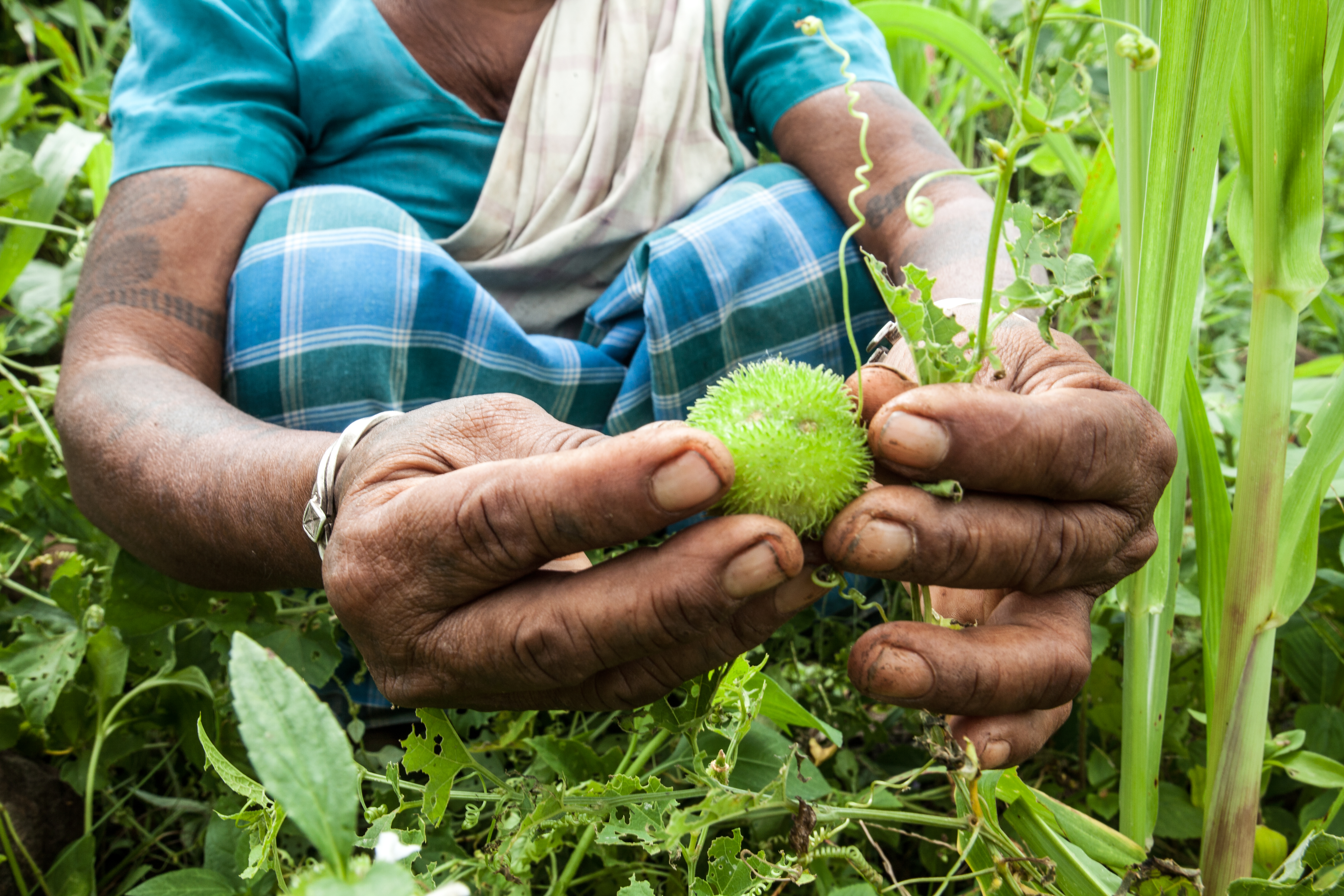 Why Indigenous And Community Land Rights Matter (by The Numbers)